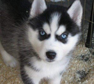 MALE AND FEMALE SIBERIAN HUSKY PUPPIES FOR ADOPTION