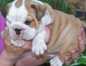 English bulldog puppies for home adoption now pls contact us for more details