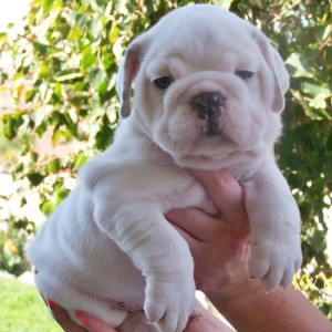 English Bulldog Puppies For Sale To Lovely Homes