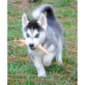 Cute Siberian Husky Puppies With Lovely Blue Eyes