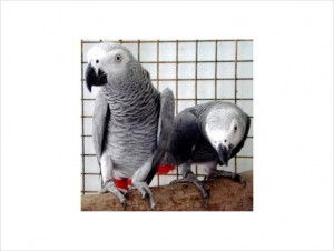 Dna tested Pair Of African Grey Parrots Needing Their New Homes