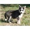 Quality Siberian husky puppies ready