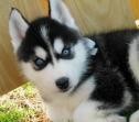 Beautiful Blue Eyes Siberian Husky Puppies.