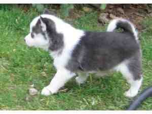 Casper and angel are blue eye Siberian husky puppies Up to date on Shot