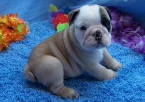 Top Quality Christmas Male and Female English bulldog puppies free for sale