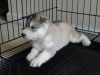 Healthy And Registered Checked Siberian Husky Puppies.