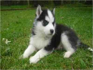 SIBERIAN HUSKY Beautiful adorable black and white husky