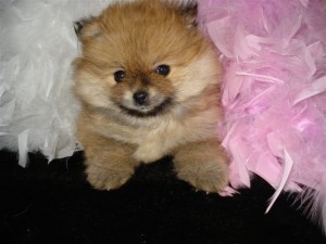 Sweet Pomeranian puppies for adoption 571) 409-7053 text me
