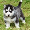 Excellent Blue Eyed Siberian Husky puppies for a caring home