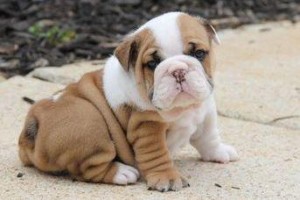 Top Quality Christmas Male and Female English bulldog puppies free for sale