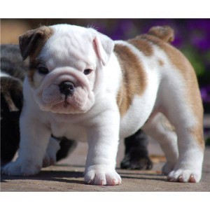 Precious English Bulldog Puppies Available For Loving Homes Now