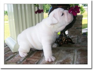AKC Registered Beautiful English Bulldog Puppies.