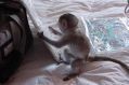 Cute and Adorable male and Female capuchin monkeys for adoption
