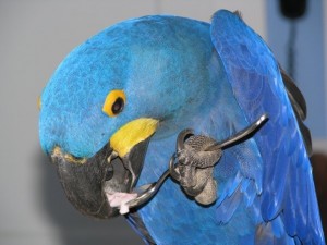 pair of hyacinth macaw birds for adoption....