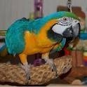 pair of blue and gold parrots ready for new home