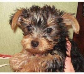 Beautiful Small Yorkie puppies ready for free adoption