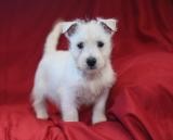 female puppy west highland white terrier for sale.