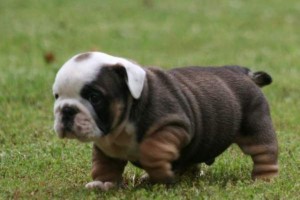 Perfect Trained English Bulldog Puppies for sale