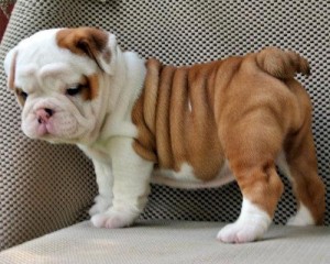 English Bulldog Puppies With Amazing Personalities.