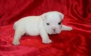 cute and lovey bull puppies for nice home