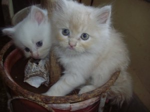 CUTE MALE AND FEMALE PERSIAN KITTENS FOR ADOPTION
