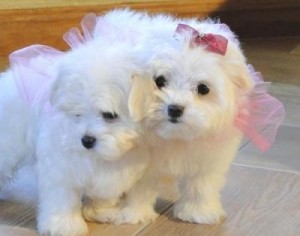 CHARMING AND AMAZING CHRISTMAS MALTESE PUPPIES FOR NEW FAMILY HOME ADOPTION text us at (347) 921-0128