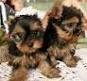Amazing mail and female yorkie puppies for free adoption this X-MAS