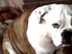 Amazing mail and female English bulldog puppies for free adoption this X-MAS