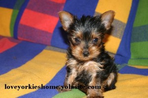 Healthy Male And Female Teacup Yorkie Puppies For Adoption