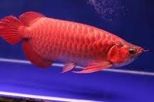 Super Red Arowana Fish and Many Others Available For Sale