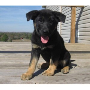 FREE Adorable Precious Micro German Shepard Puppies available