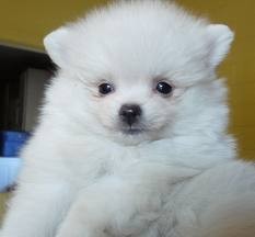 Teacup Pomeranian