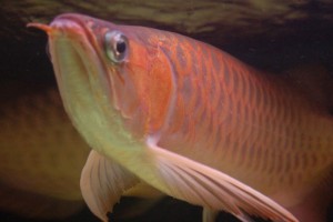 Arowana fishes of all breed and sizes ready for sale!!!!!!
