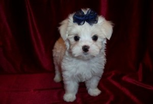 Malti Poo Puppies For Sale.