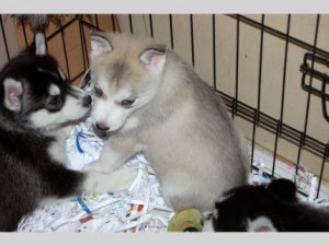 potty train siberian husky puppies for the up coming Thanksgiving pls text me @ 413-489-2502
