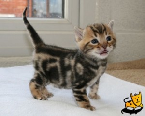bengal kittens for adoption [Save Ad to View Later]