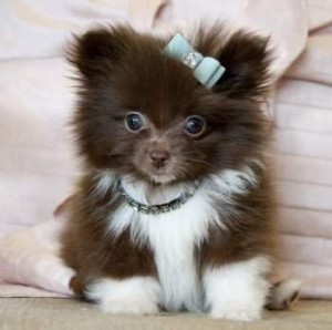 Tiny Teacup Pomeranian puppies for sale