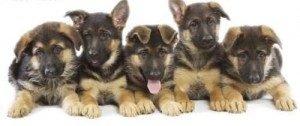 German Shepherd Dog Puppies for Sale