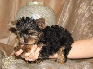 Male and Female Yorkshire Terrier puppies