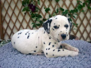 DALMATIAN PUPPIES - TOP SHOW QUALITY