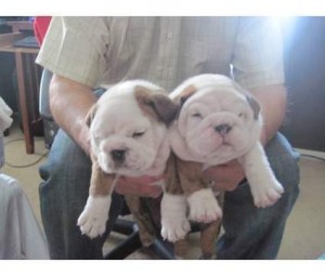 CUTE BULLDOG PUPPIES FOR SALE