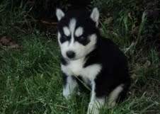 Adorable Male and Female husky Puppies For sale
