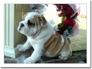 Bulldog Puppies for sale