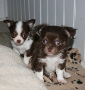WE HAVE TWO Chihuahua Puppies for adoption to a lovely home
