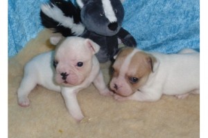 french bulldog puppies