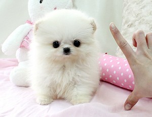 gorgeous Male and Female Teacup Pomeranian Puppies.