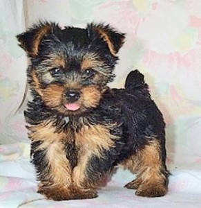 akc register yorkie puppies for adoption