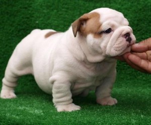 Our Adorable English Bulldog Puppies Ready To Go