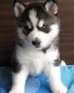 Solid White Siberian Husky