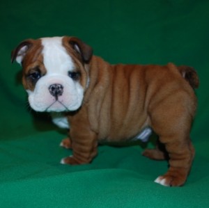 Adorable &quot;Akc&quot; English Bulldog male puppy